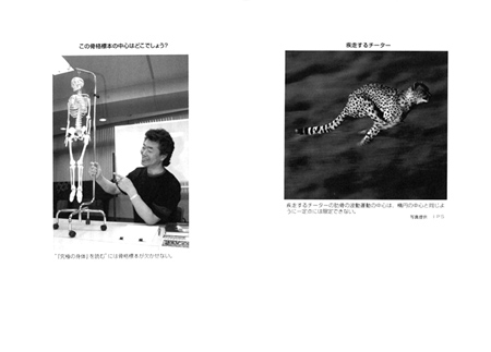 疾走するチーター<br />この骨格標本の中心はどこでしょう？